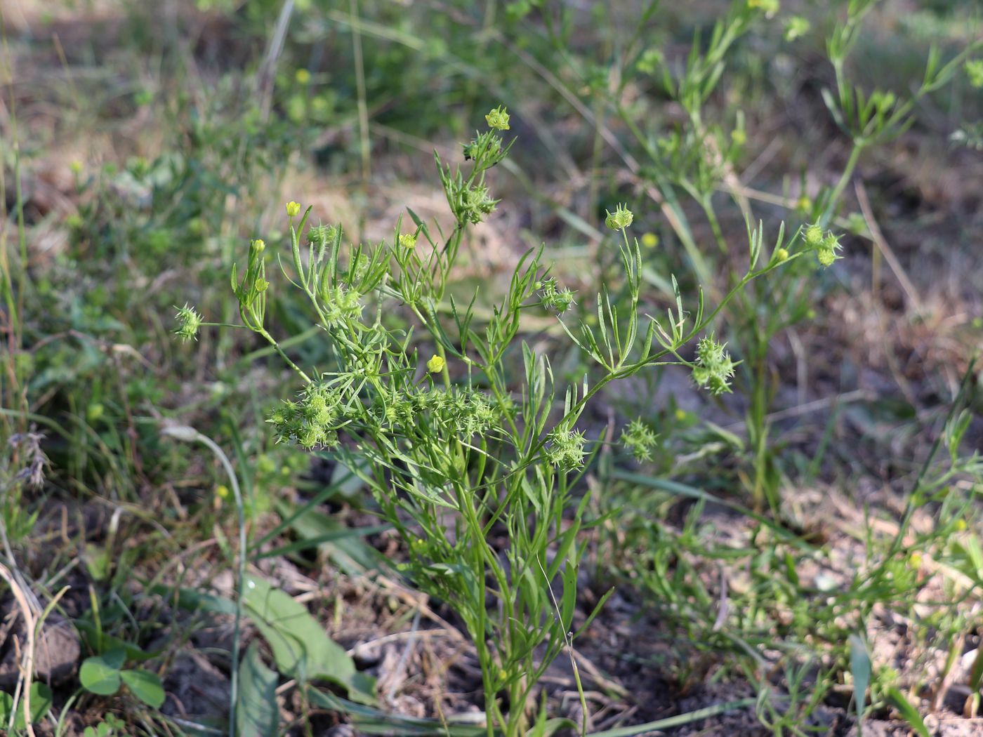 Изображение особи Ranunculus arvensis.