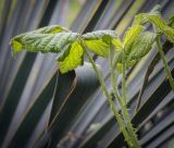 genus Rubus