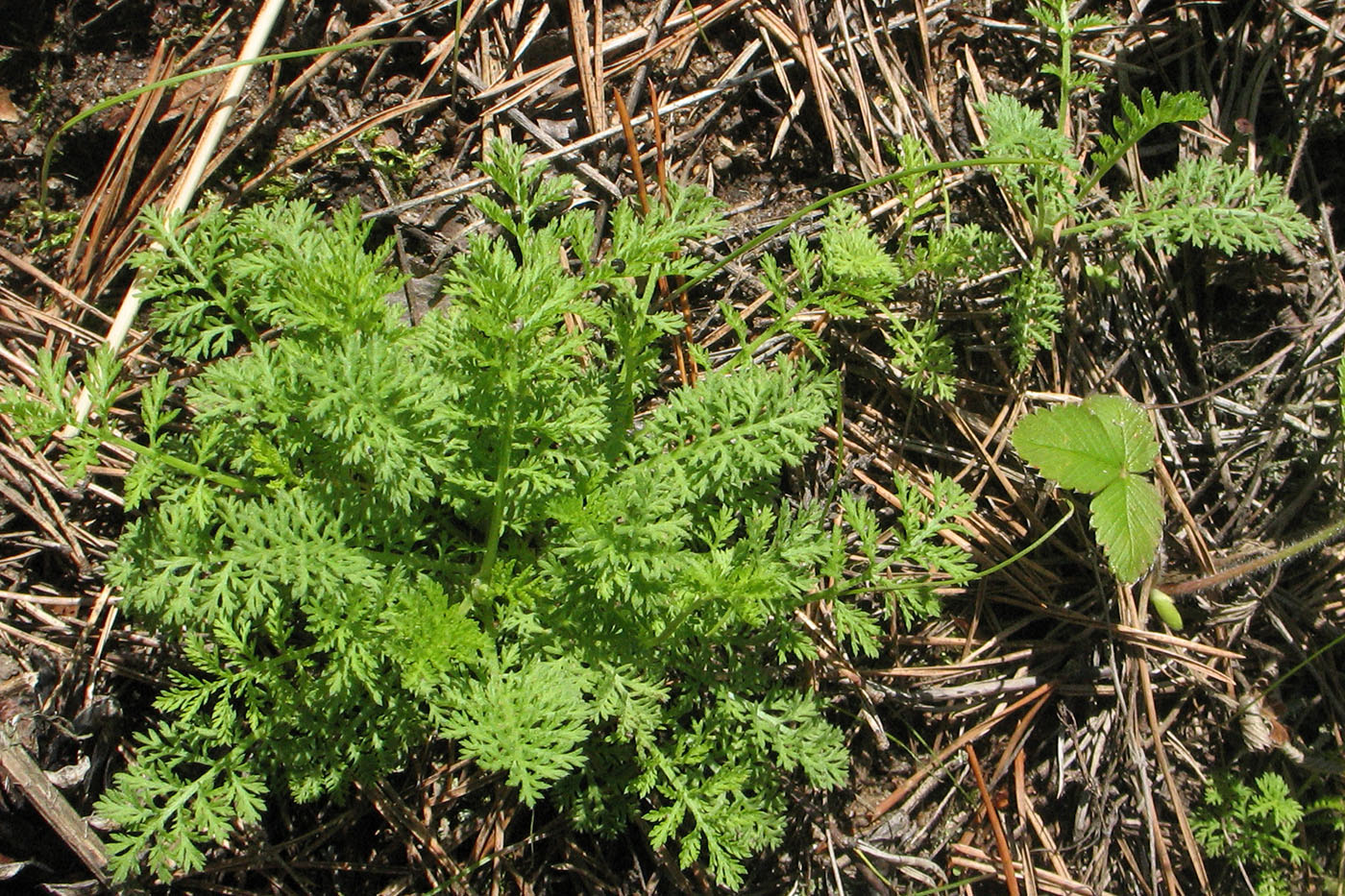 Image of Achillea nobilis specimen.