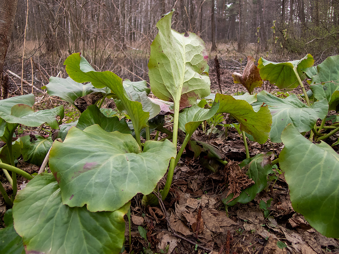 Изображение особи Bergenia crassifolia.