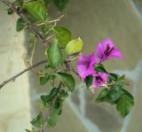 Bougainvillea glabra