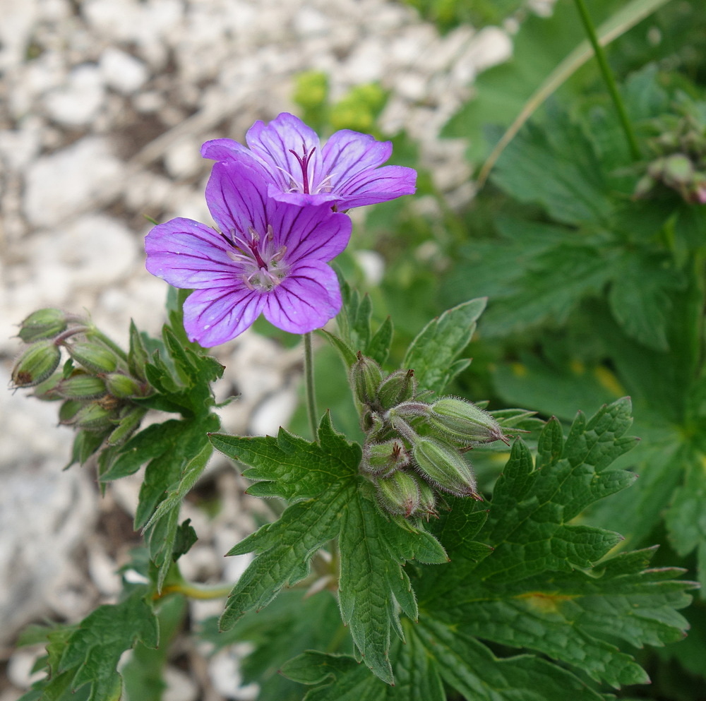 Изображение особи Geranium ruprechtii.