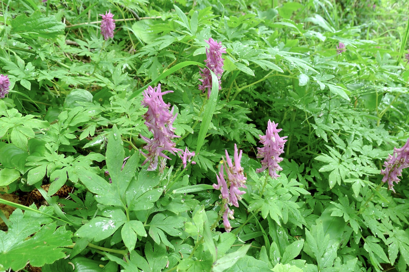 Изображение особи Corydalis gigantea.