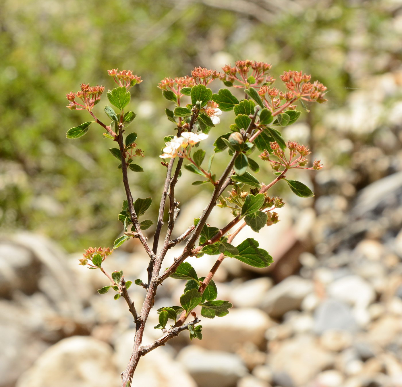 Image of Spiraea lasiocarpa specimen.