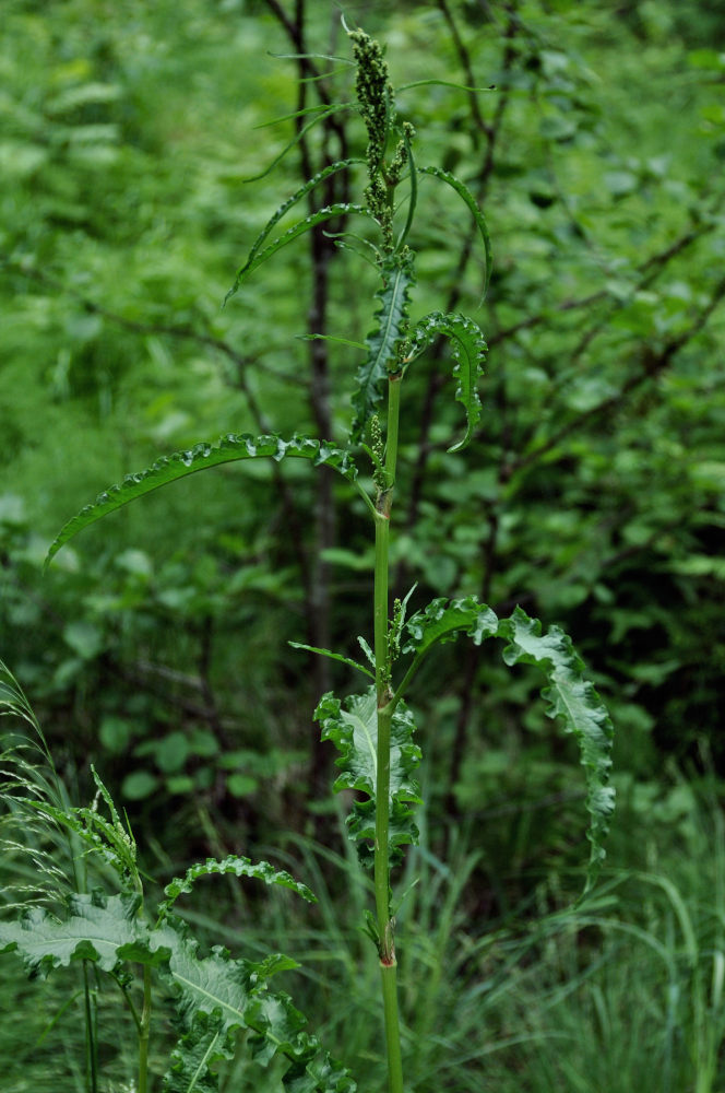 Image of Rumex crispus specimen.