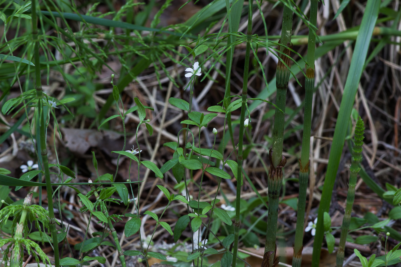 Изображение особи Moehringia lateriflora.