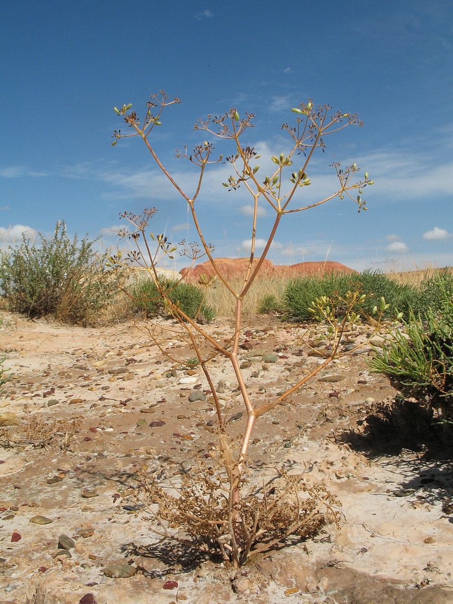 Image of Ferula canescens specimen.