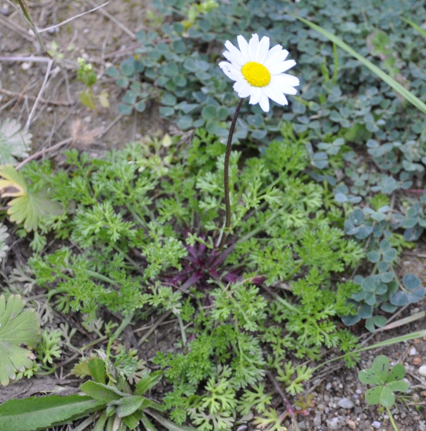 Image of familia Asteraceae specimen.