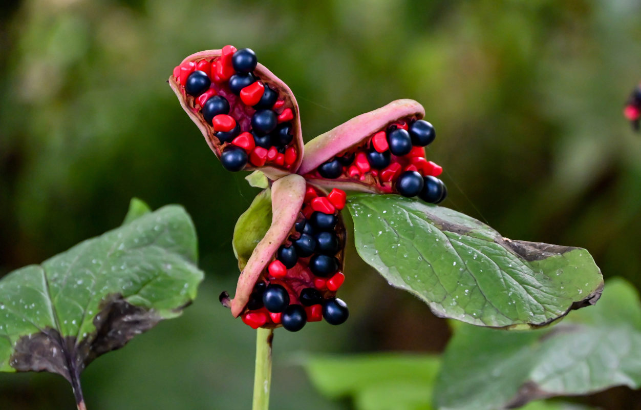 Image of Paeonia obovata specimen.