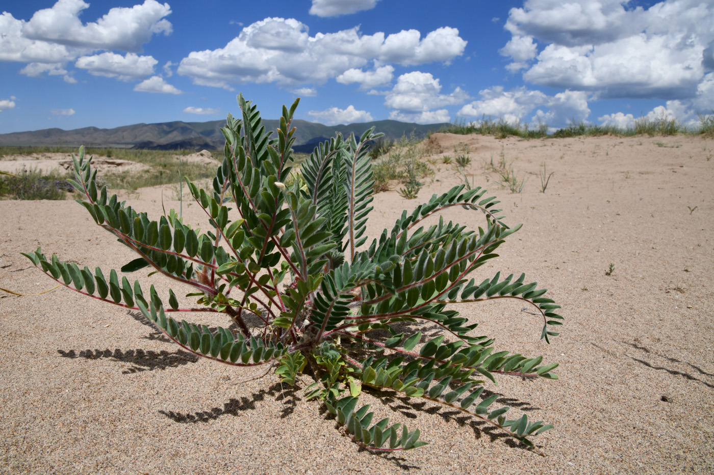 Изображение особи Astragalus rubtzovii.