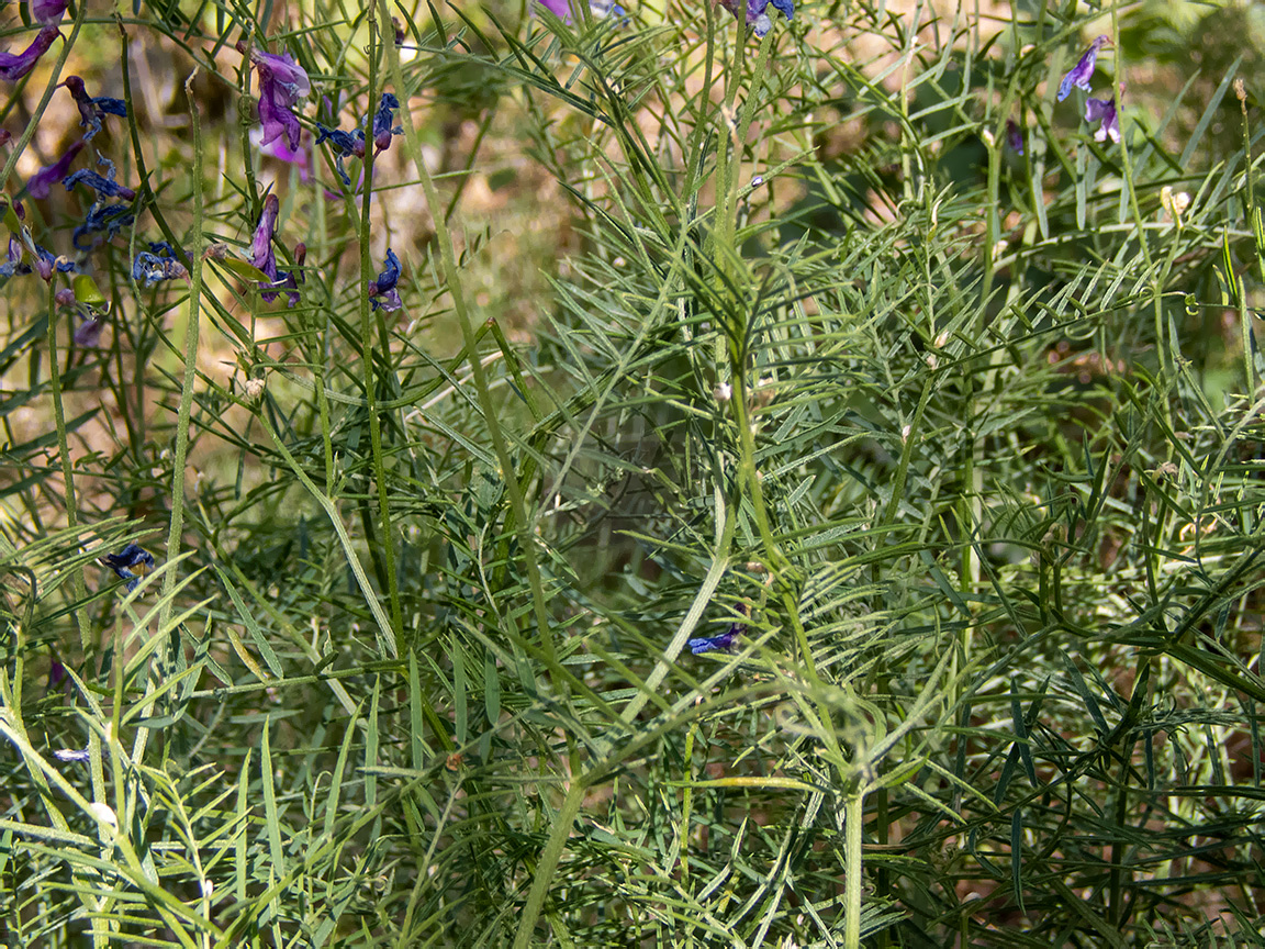 Image of Vicia elegans specimen.