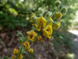 Verbascum spectabile. Верхушка соцветия с цветками и бутонами. Крым, Южный Берег, сев. склон горы Аю-Даг, возле туристической тропы. 25.05.2024.