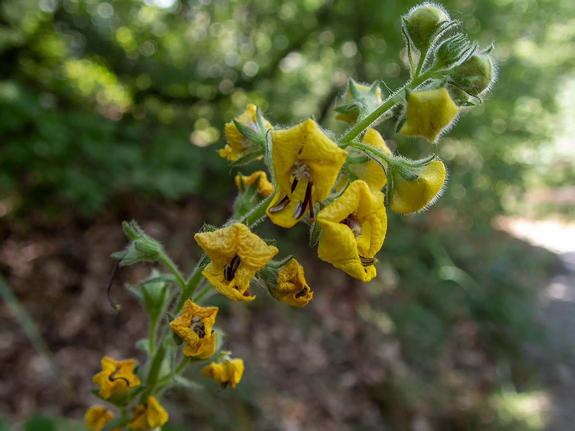 Изображение особи Verbascum spectabile.