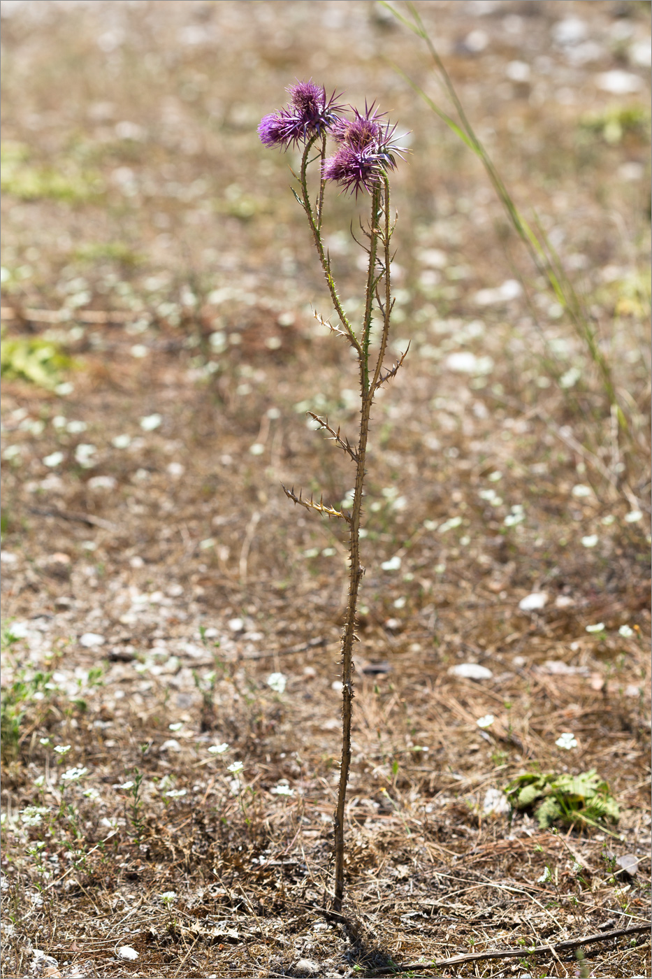 Изображение особи семейство Asteraceae.