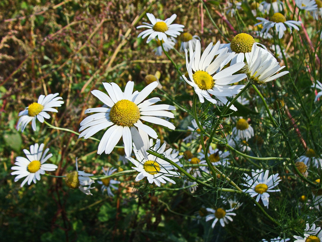 Image of Tripleurospermum inodorum specimen.