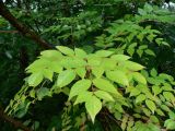 Aralia elata