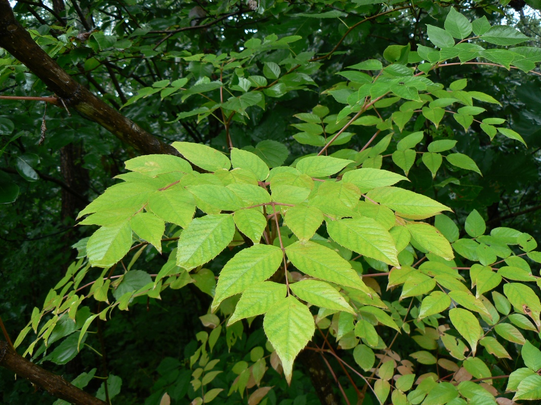 Image of Aralia elata specimen.