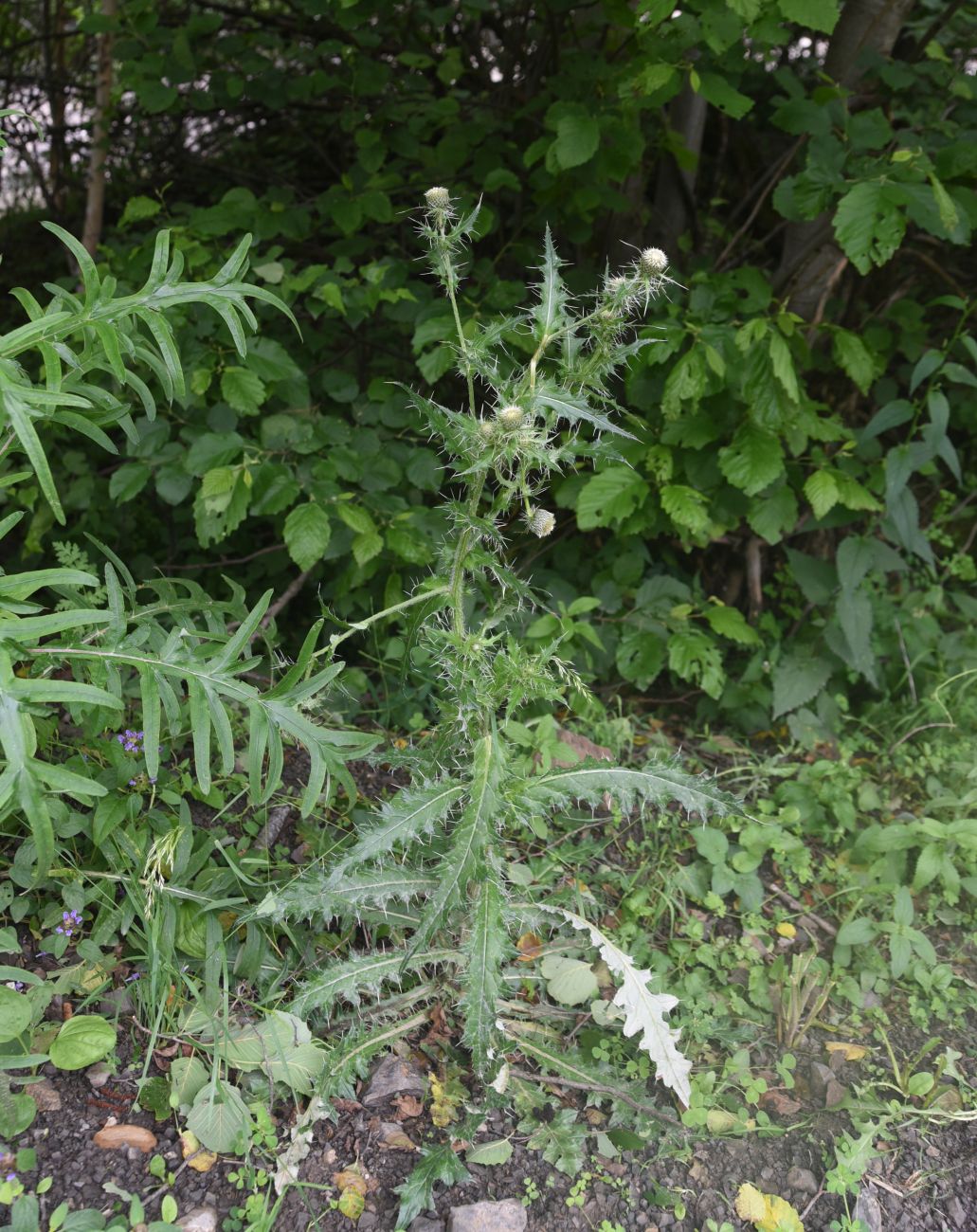 Image of Cirsium echinus specimen.