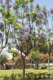 Jacaranda mimosifolia