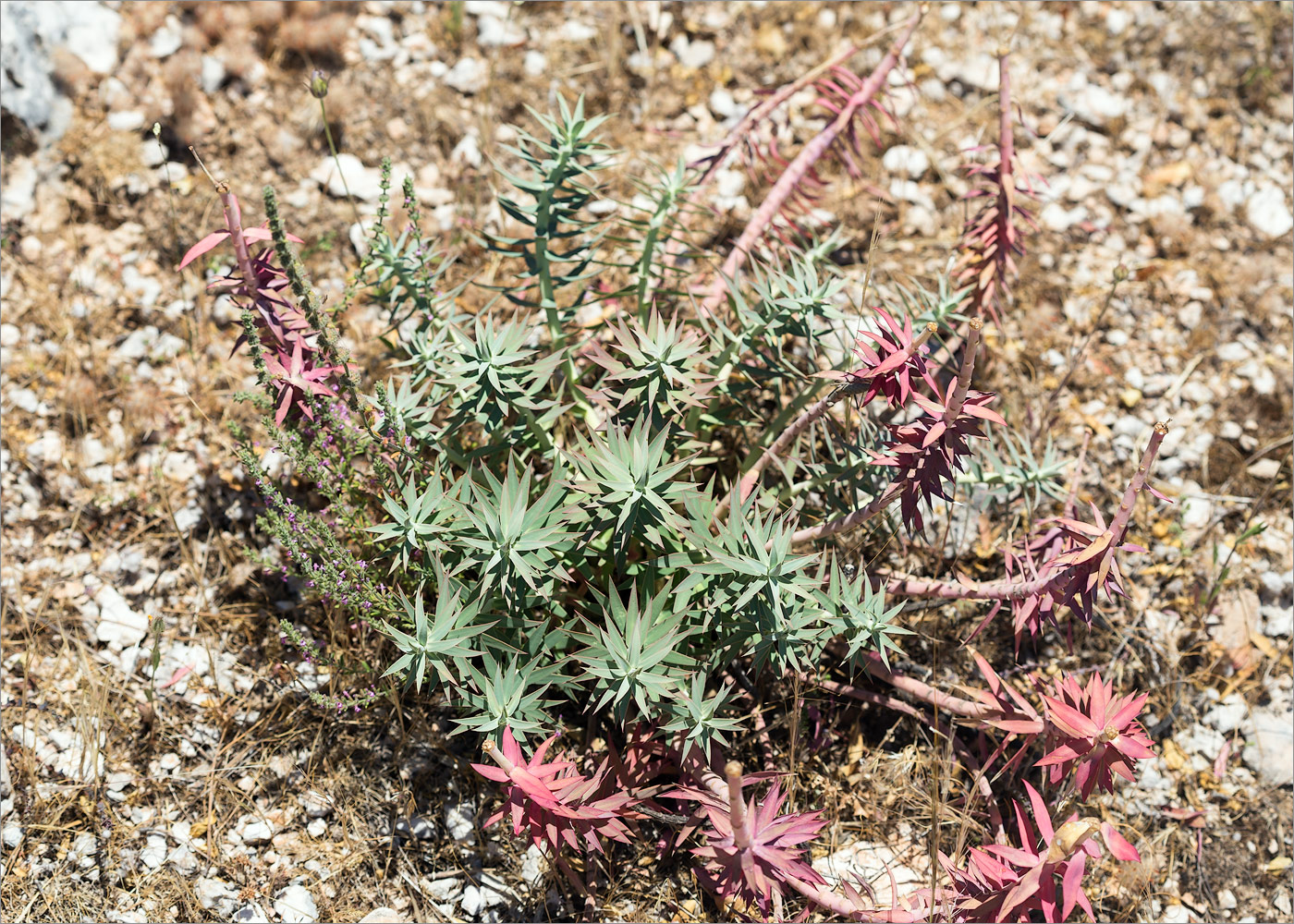 Изображение особи Euphorbia rigida.