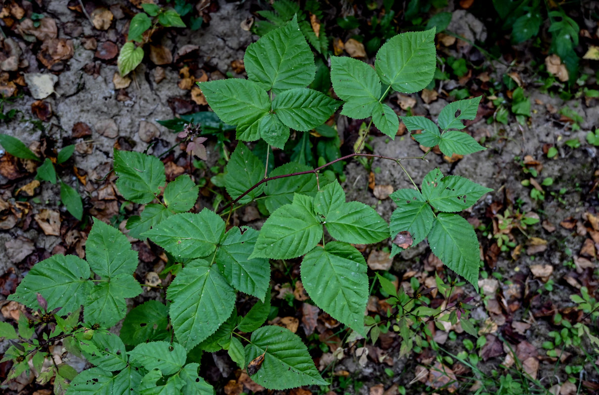 Image of Rubus nessensis specimen.