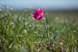 Tulipa suaveolens