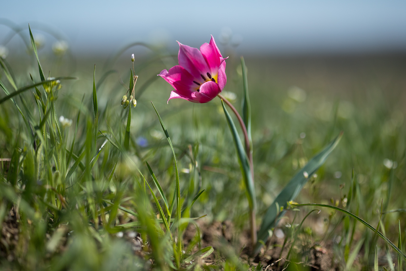 Изображение особи Tulipa suaveolens.