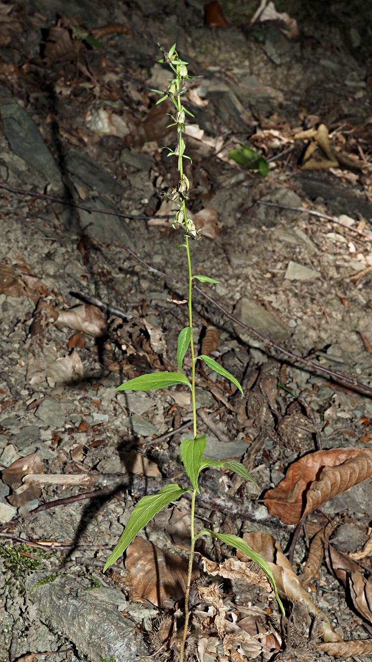 Image of Campanula rapunculoides specimen.