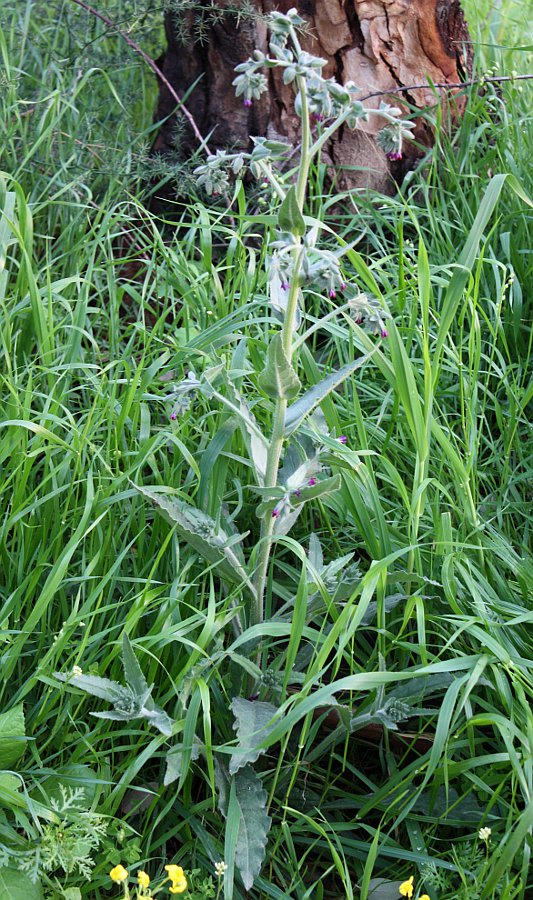 Image of Anchusa undulata specimen.