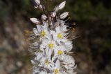 Смотреть изображение Eremurus tianschanicus