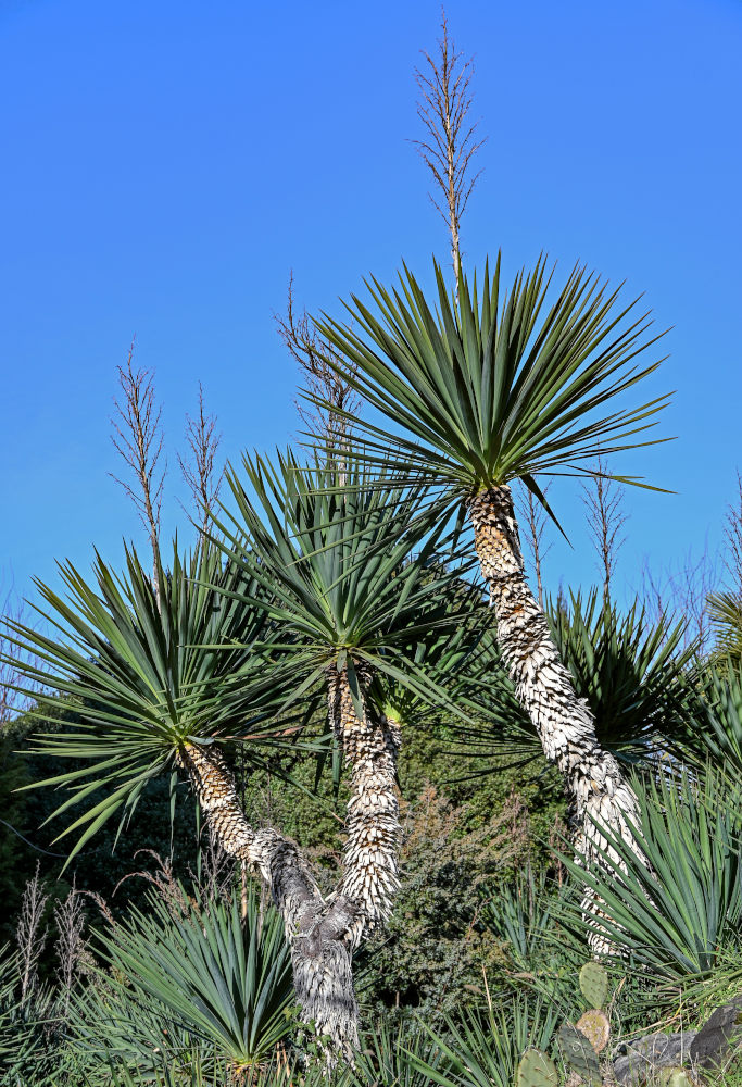 Изображение особи род Yucca.