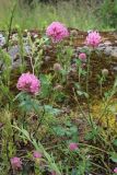 View full-size image Trifolium pratense