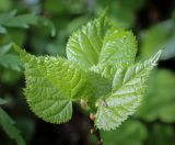 Смотреть изображение Tilia cordata