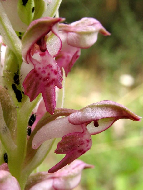 Изображение особи Anacamptis coriophora ssp. fragrans.