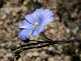 Смотреть изображение Linum squamulosum