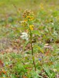 View full-size image Solidago cuprea
