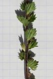 View full-size image Euphrasia stricta