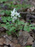 Corydalis solida