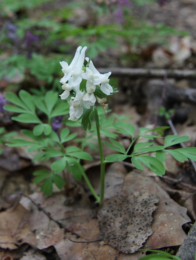 Изображение особи Corydalis solida.