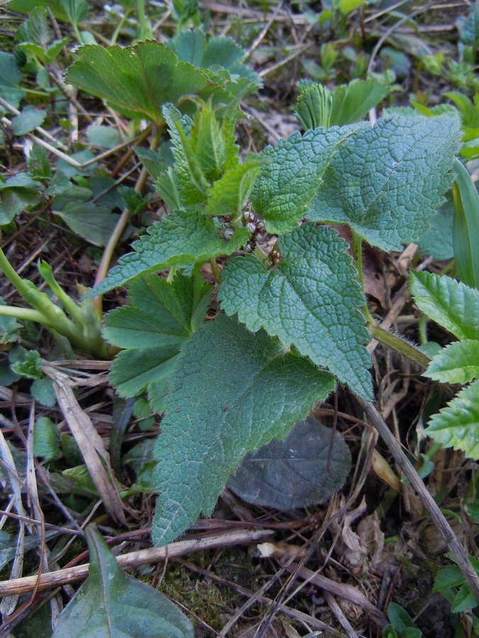 Image of Lamium maculatum specimen.