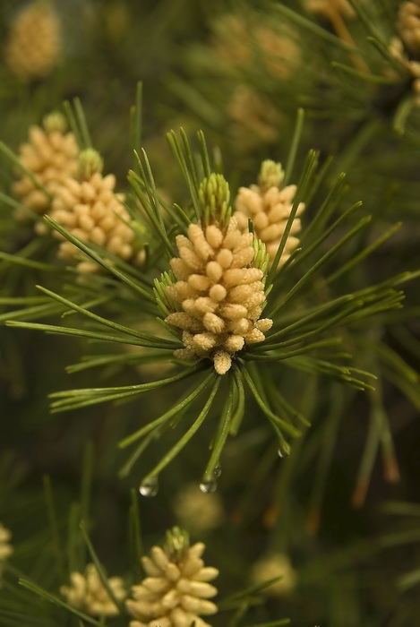 Изображение особи Pinus densiflora.