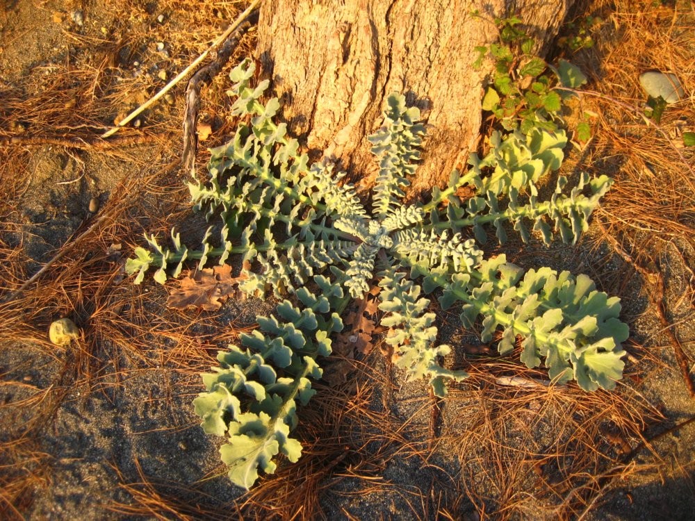 Image of Glaucium flavum specimen.