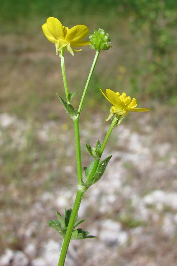 Изображение особи Ranunculus sardous.