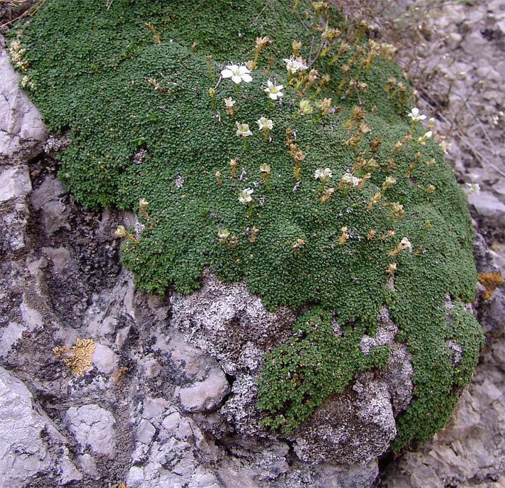 Изображение особи Gypsophila imbricata.