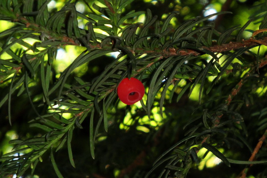 Image of Taxus baccata specimen.