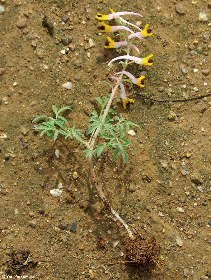 Изображение особи Corydalis ainae.