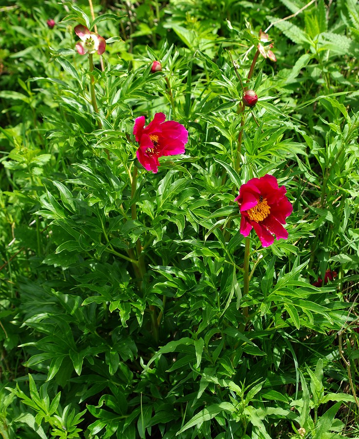 Image of Paeonia intermedia specimen.