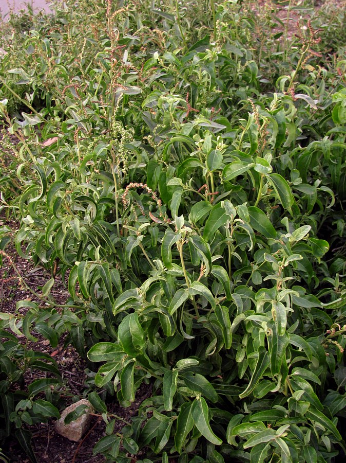 Image of Atriplex sagittata specimen.