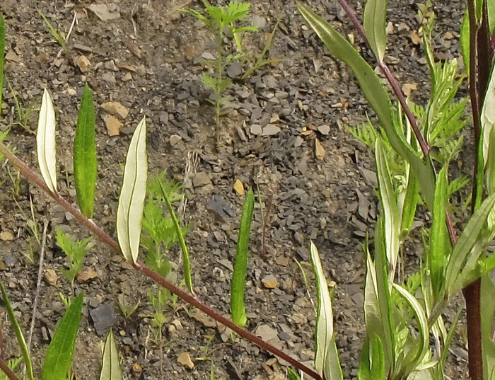 Image of Salix schwerinii specimen.