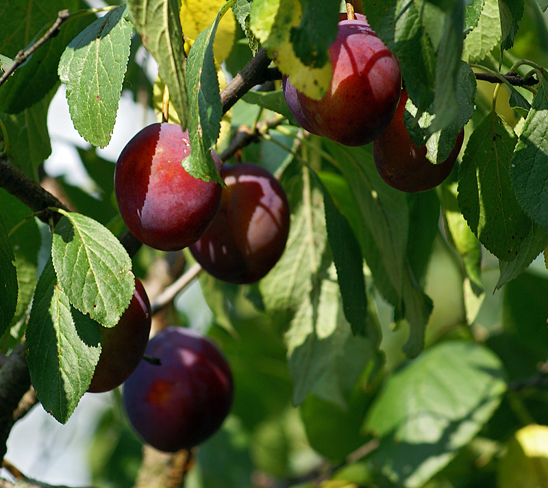 Image of Prunus domestica specimen.